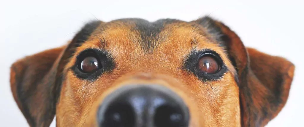 Pets & Robot Vacuums