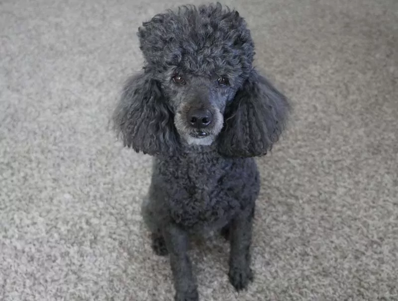 My poodle, Tibbers