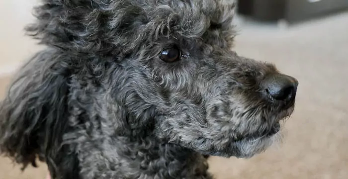 House cleaning with a dog