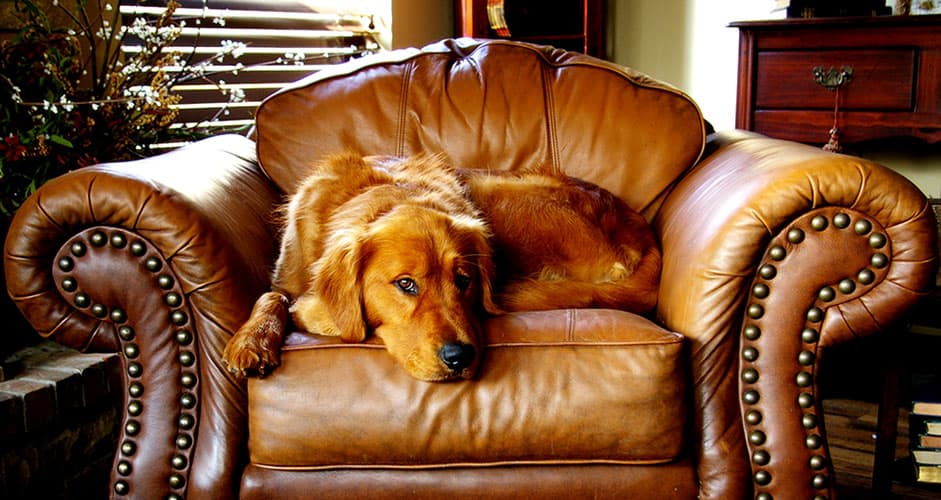 how to clean pet hair from leather couch