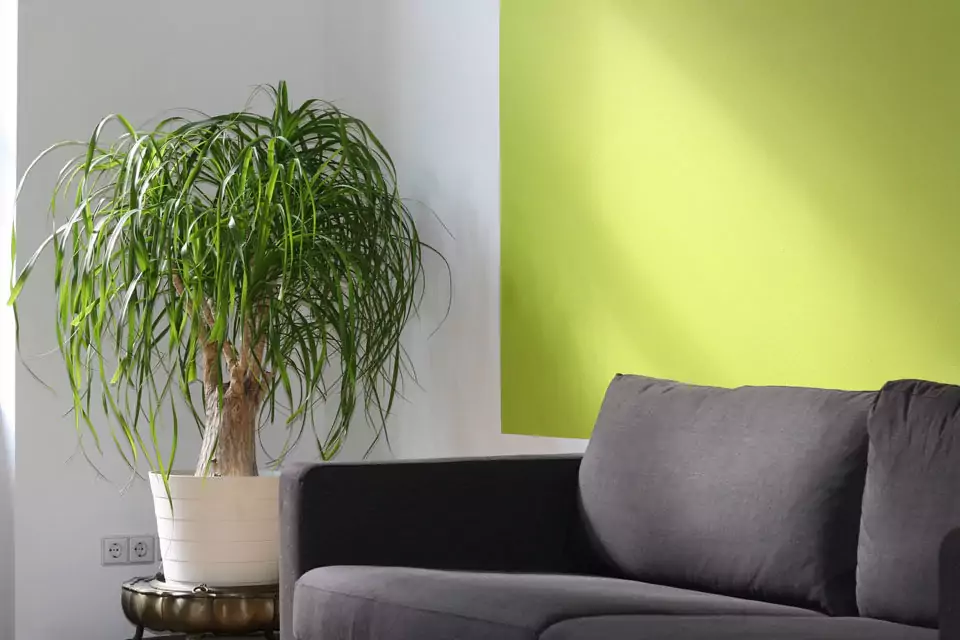 House plants to help improve PTSD and depression