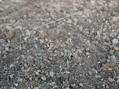 Tertill plant guards in use at the garden