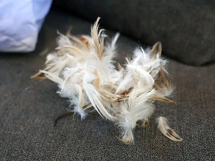 Valyou Feathers goose feather cushioning Valyou Feathers goose feather cushioning