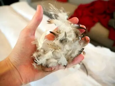 Valyou Feathers goose feather cushioning Valyou Feathers goose feather cushioning