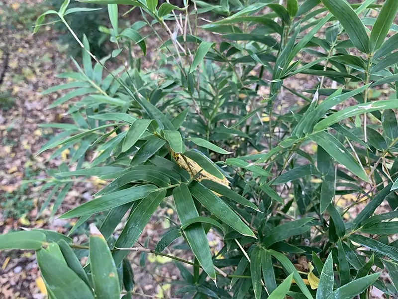 Fast Growing Trees - bamboo close up