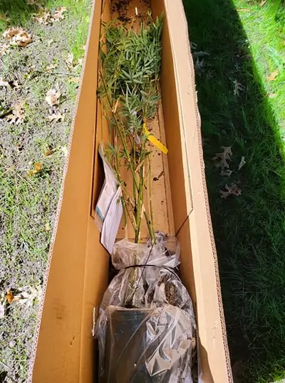 Fast Growing Trees - right out of the box